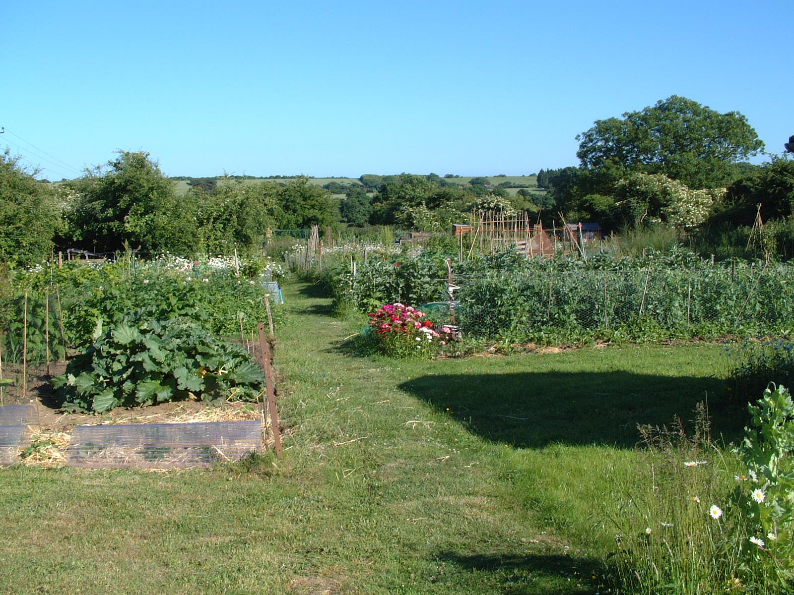 Allotments in summer