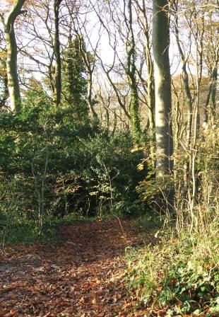 Path in the woods